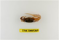 藏品(乳白南方招潮蟹)的圖片